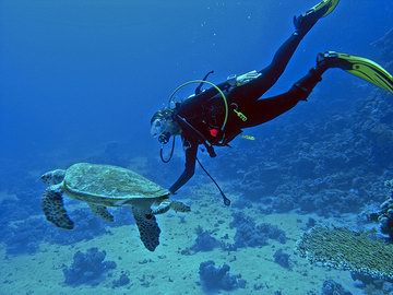 Scuba diving в Фуджейре